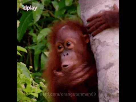 orangutanman69 post preview