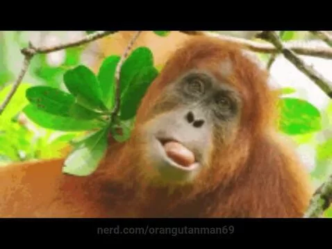 orangutanman69 post preview