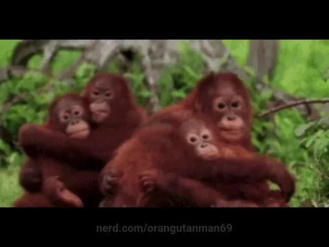 orangutanman69 post preview