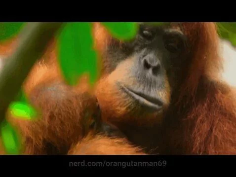 orangutanman69 post preview