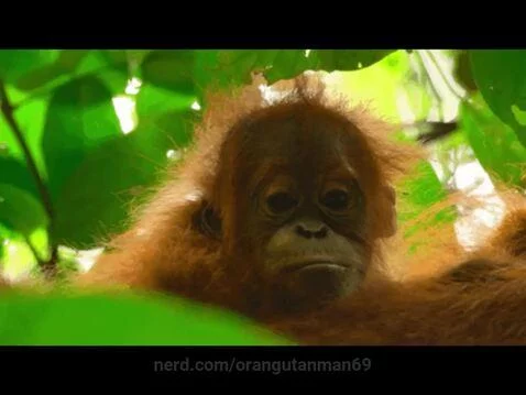 orangutanman69 post preview