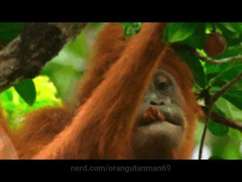 orangutanman69 post preview