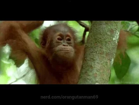 orangutanman69 post preview