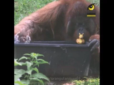 orangutanman69 post preview