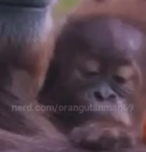 orangutanman69 post preview